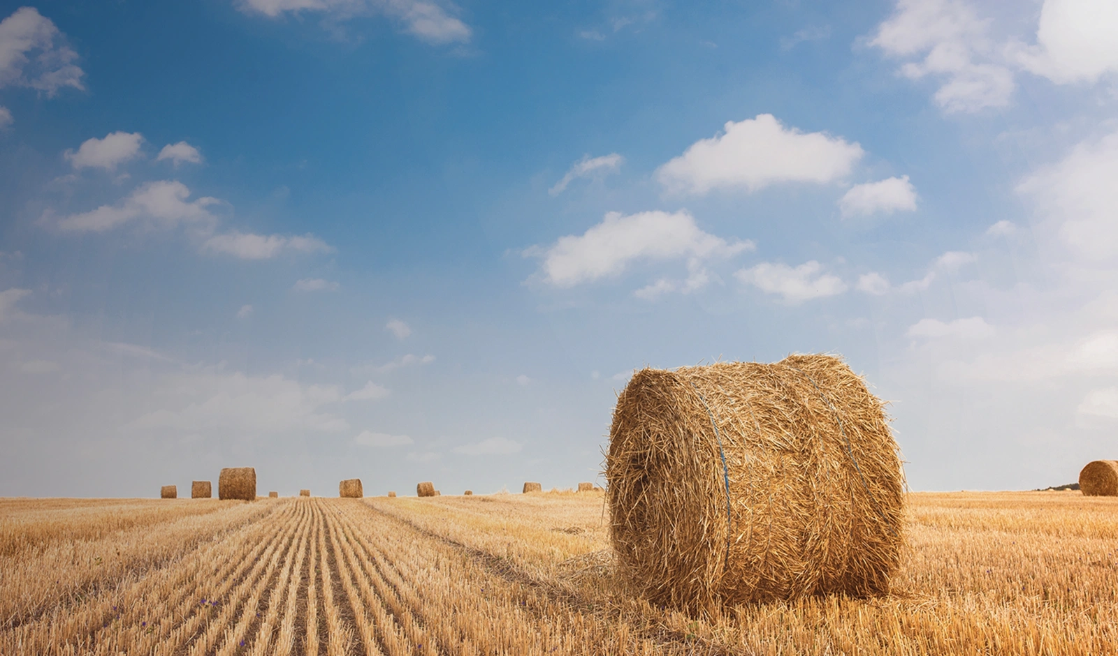Natuurlijk landschap met hooibalen in een veld, symbool voor Agri Brand Design van Green Communicatie.