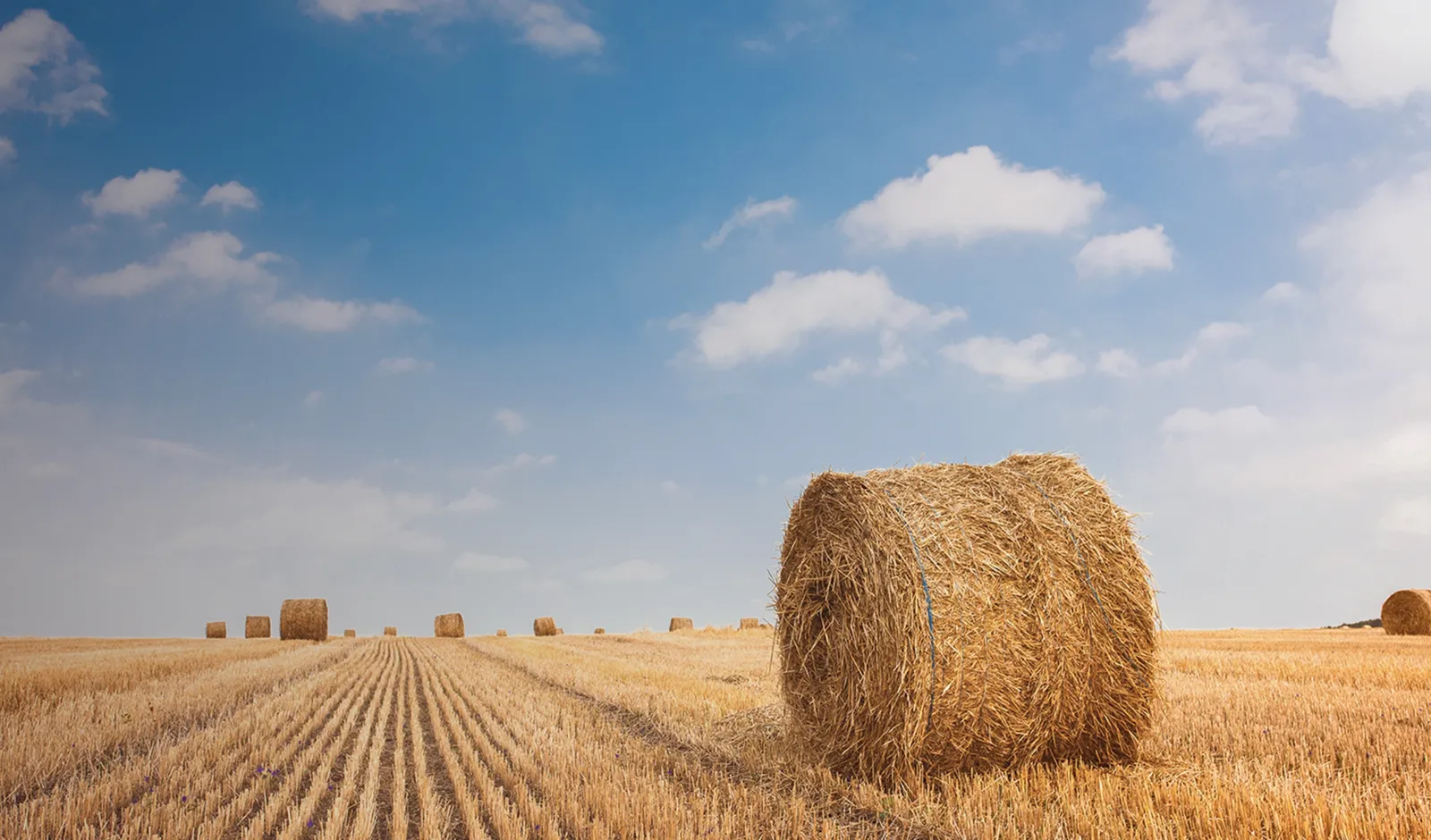 Hooibalen in veld