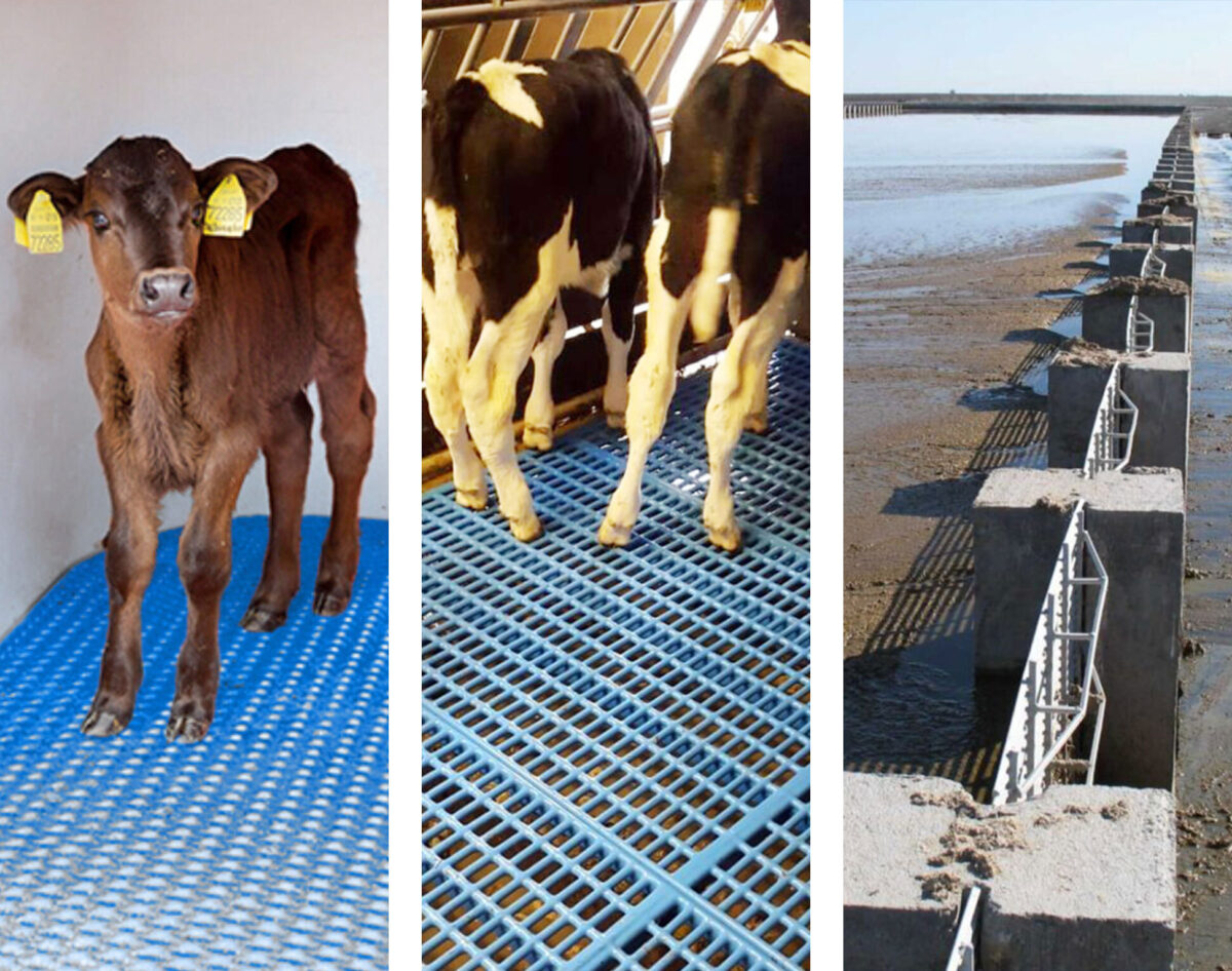 Nooyen cattle divisie