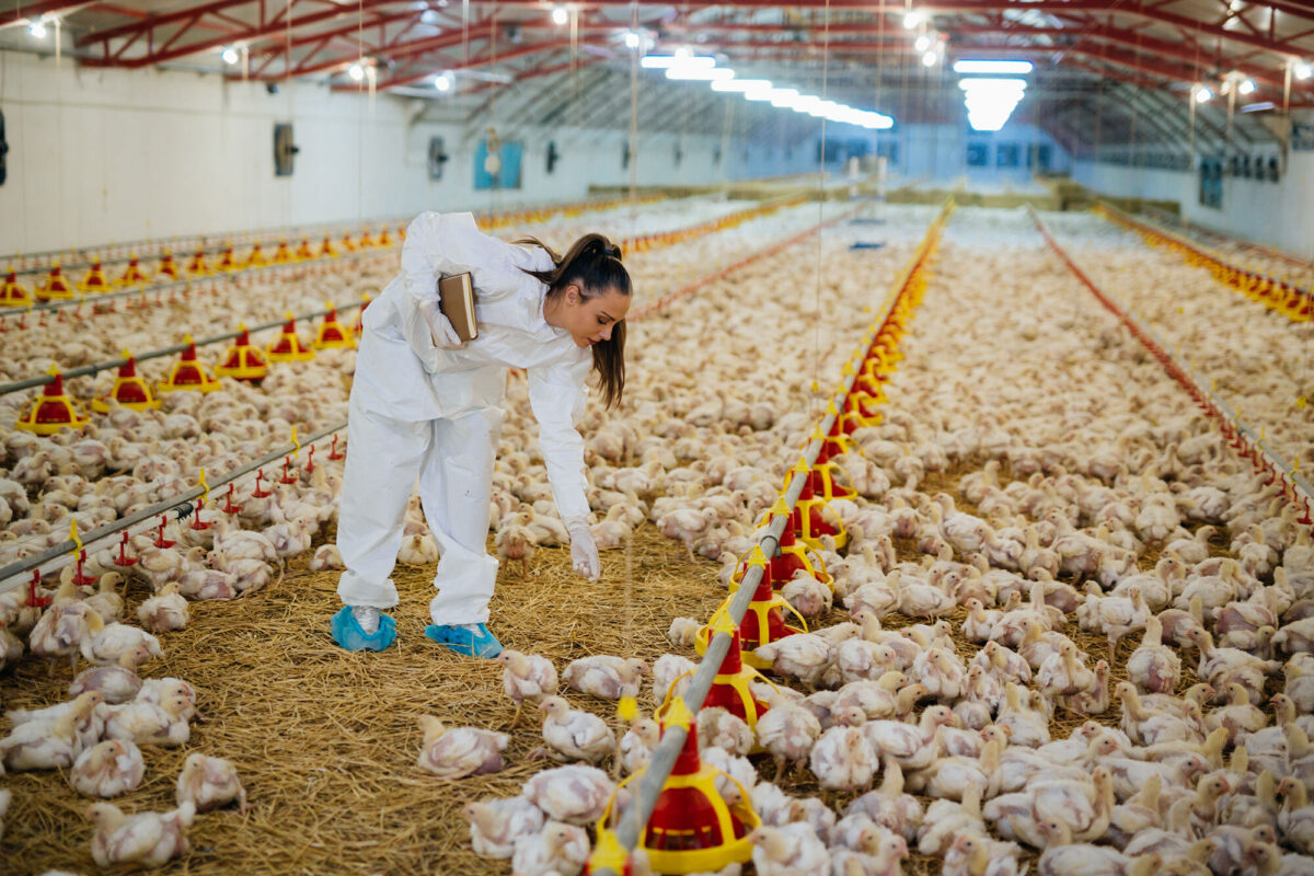 Orffa florates farm