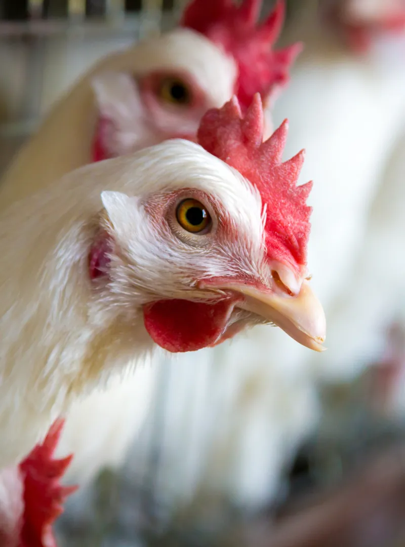 Gezonde dieren, symbool voor de voeroplossingen van Orffa