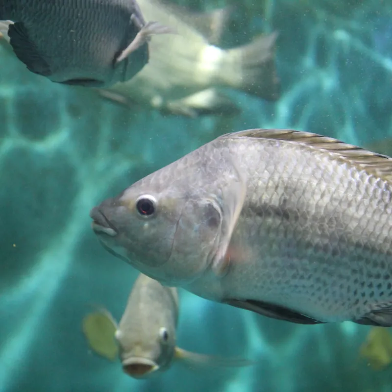 Portfolio Orffa Aquaculture Green Communicatie