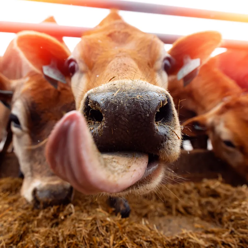 Portfolio Orffa Palatability Cow Green Communicatie