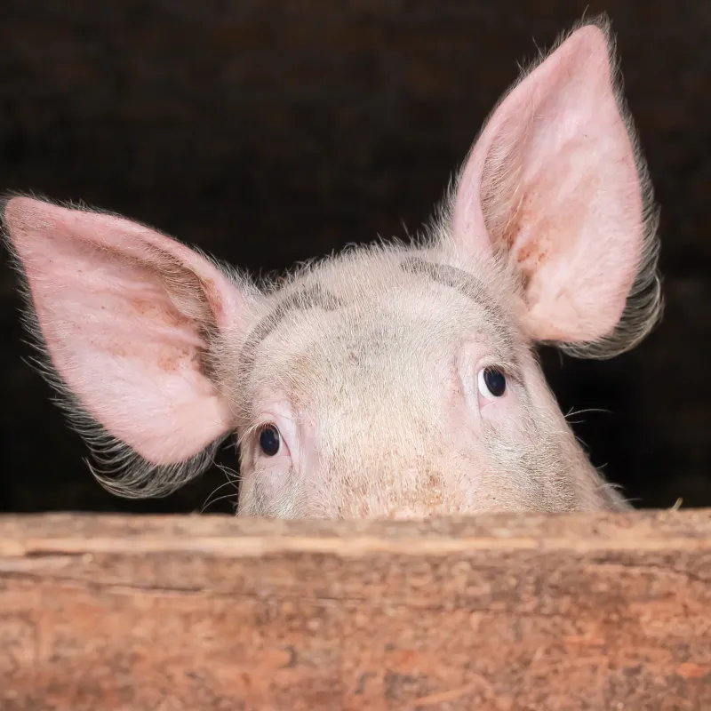 Portfolio Orffa Surprised Swine Green Communicatie